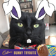 Illustration for article titled Last Call: How does your pet look with bunny ears?